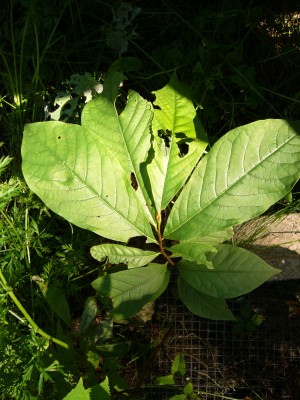 asimina triloba